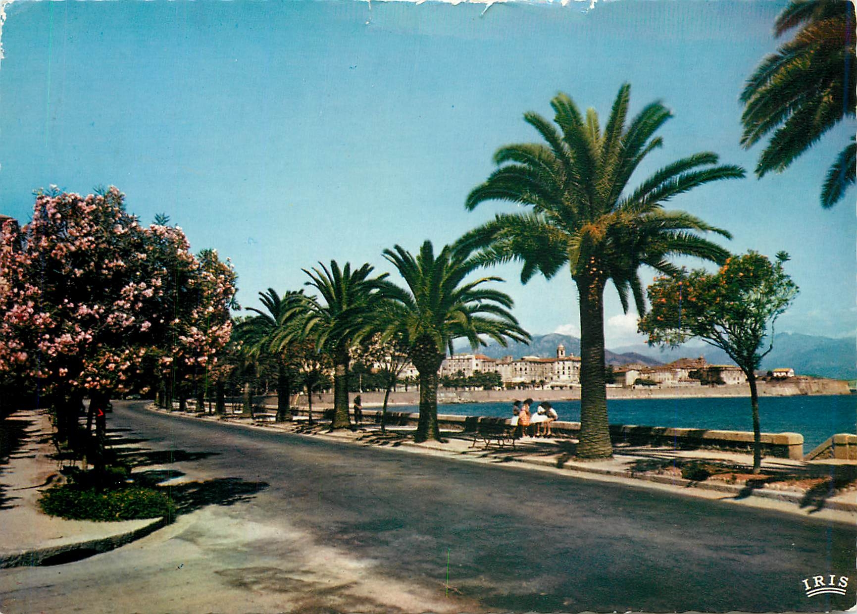 CPM Ajaccio Le Boulevard Lantivy avec ses Palmier et Lauriers roses 