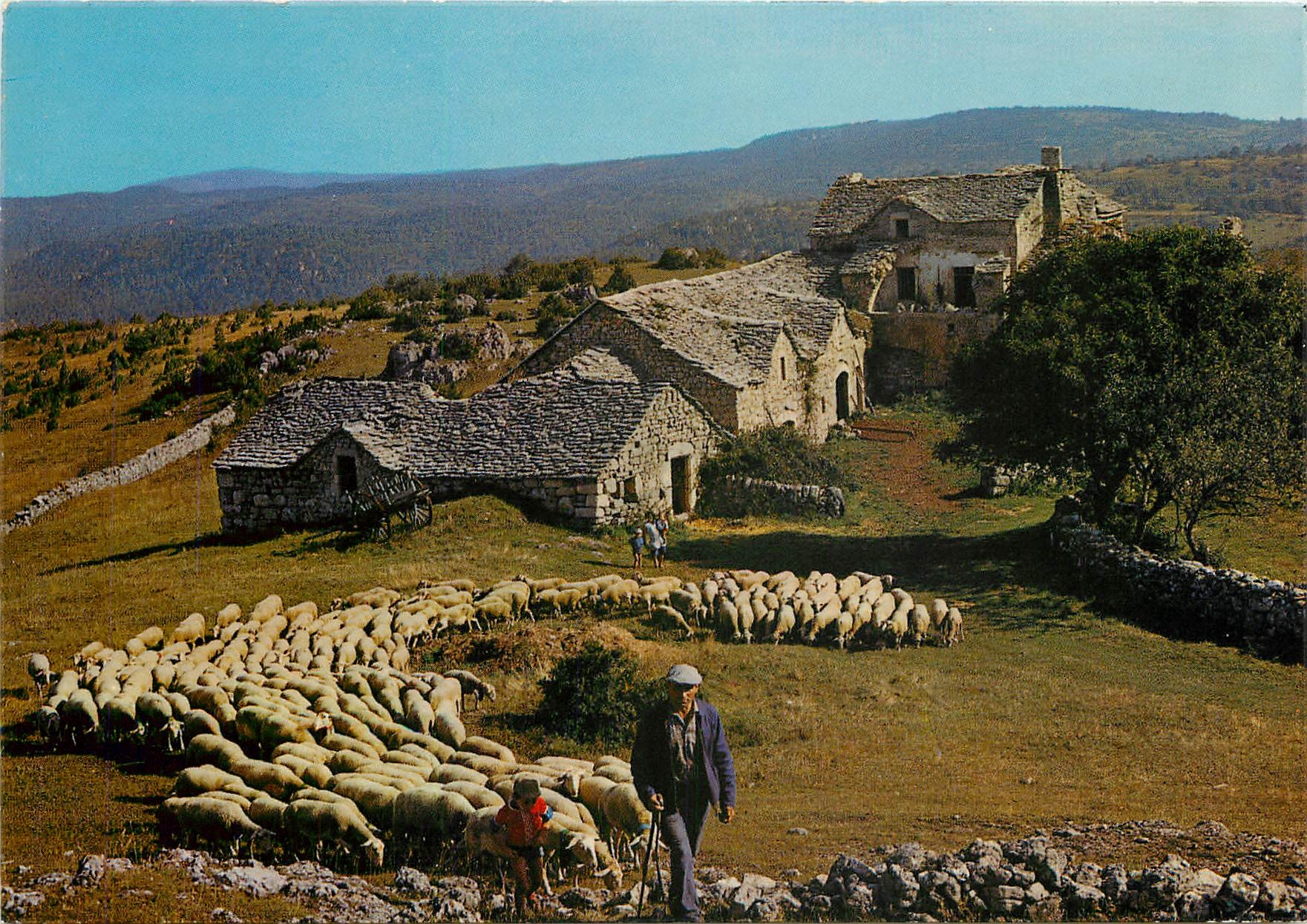 CPM Depart pour le Paturage Berger Moutons
