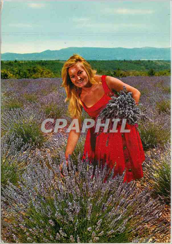 CPM Jeune Fille dans un Champ de Lavande 
