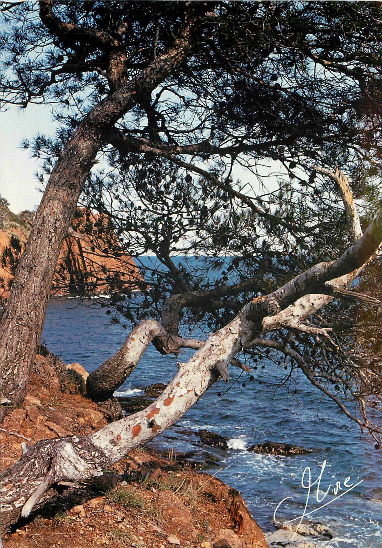 CPM La Cote d'Azur Site Merveilleux de l'Esterel 