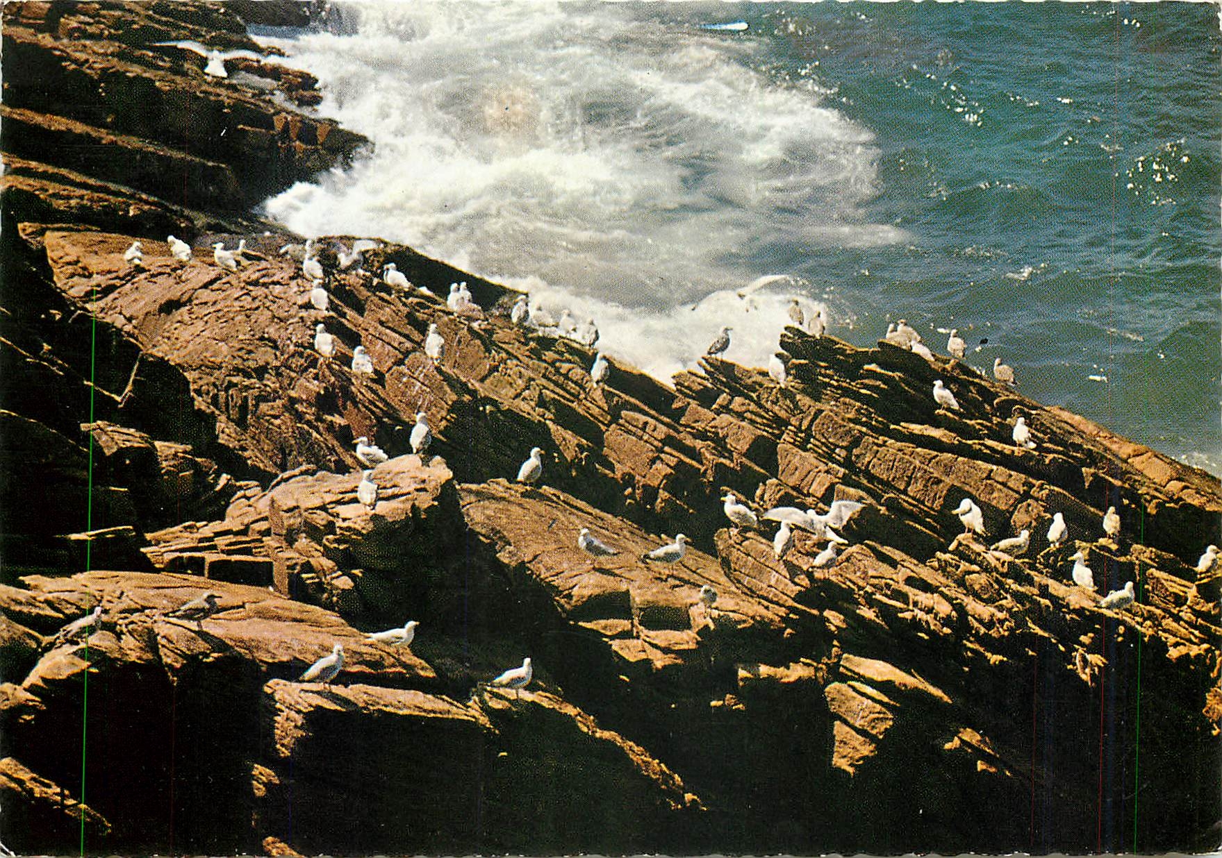 CPM La Cote Sauvage et ses oiseaux de mer 