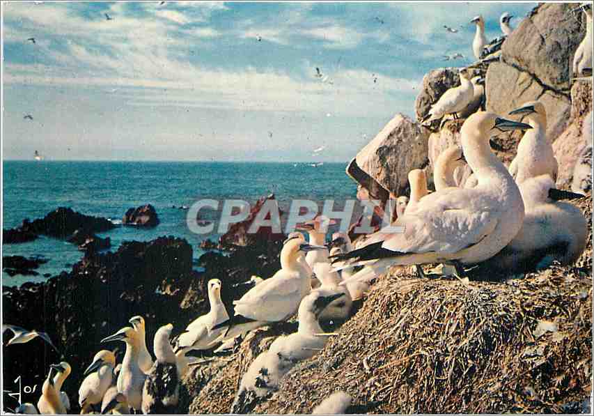 CPM La Bretagne En Couleurs Oiseaux De Bretagne