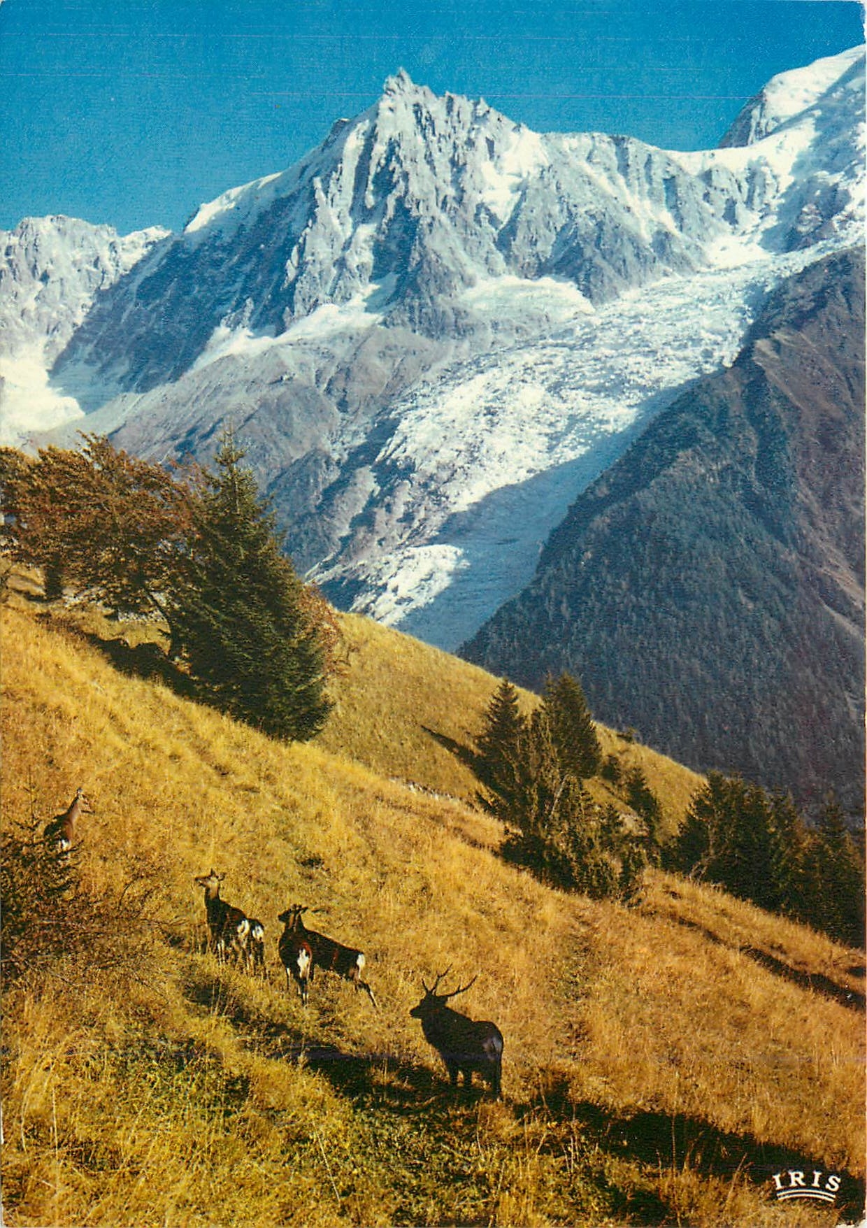 CPM Les daims en liberte dans le fond l'alguille du Midi et le glacier des Bossons 