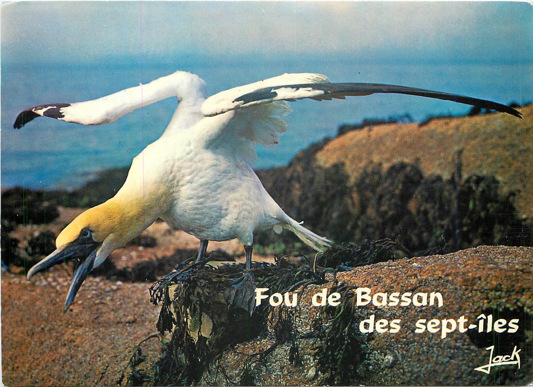 CPM Fou de Bassab des sept iles 