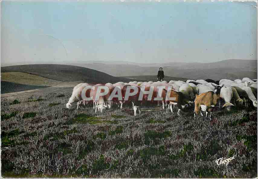 CPM La Correze Pittoresque Plus que les rues de Paris Berger Moutons
