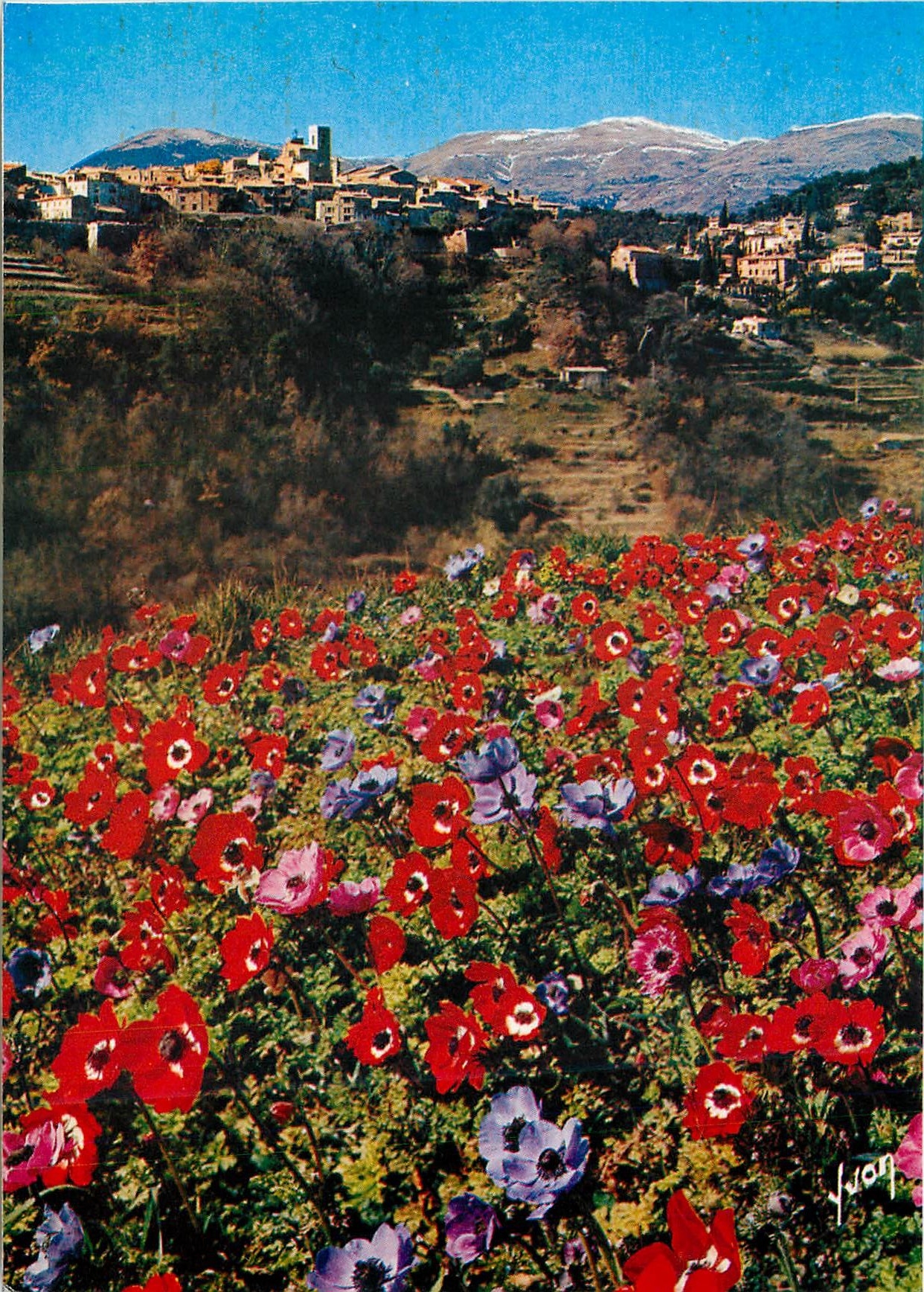 CPM La Cote d'Azur miracle de la nature Saint Paul De Vence Alpes Maritimes 