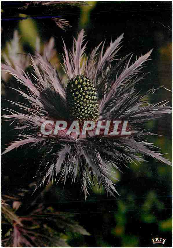 CPM Flore De Montagne Panicaut Reine des Alpes Eryngium Alpinum 