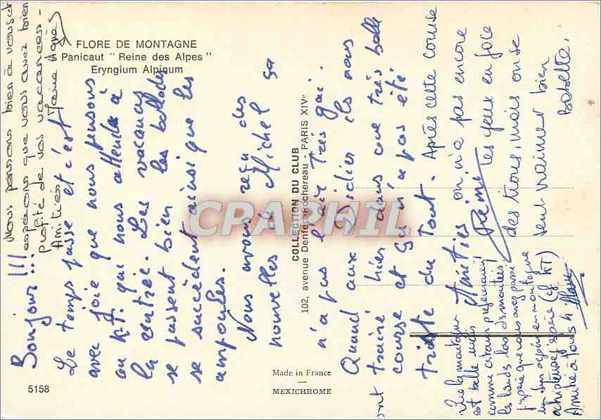 CPM Flore De Montagne Panicaut Reine des Alpes Eryngium Alpinum  — Verso