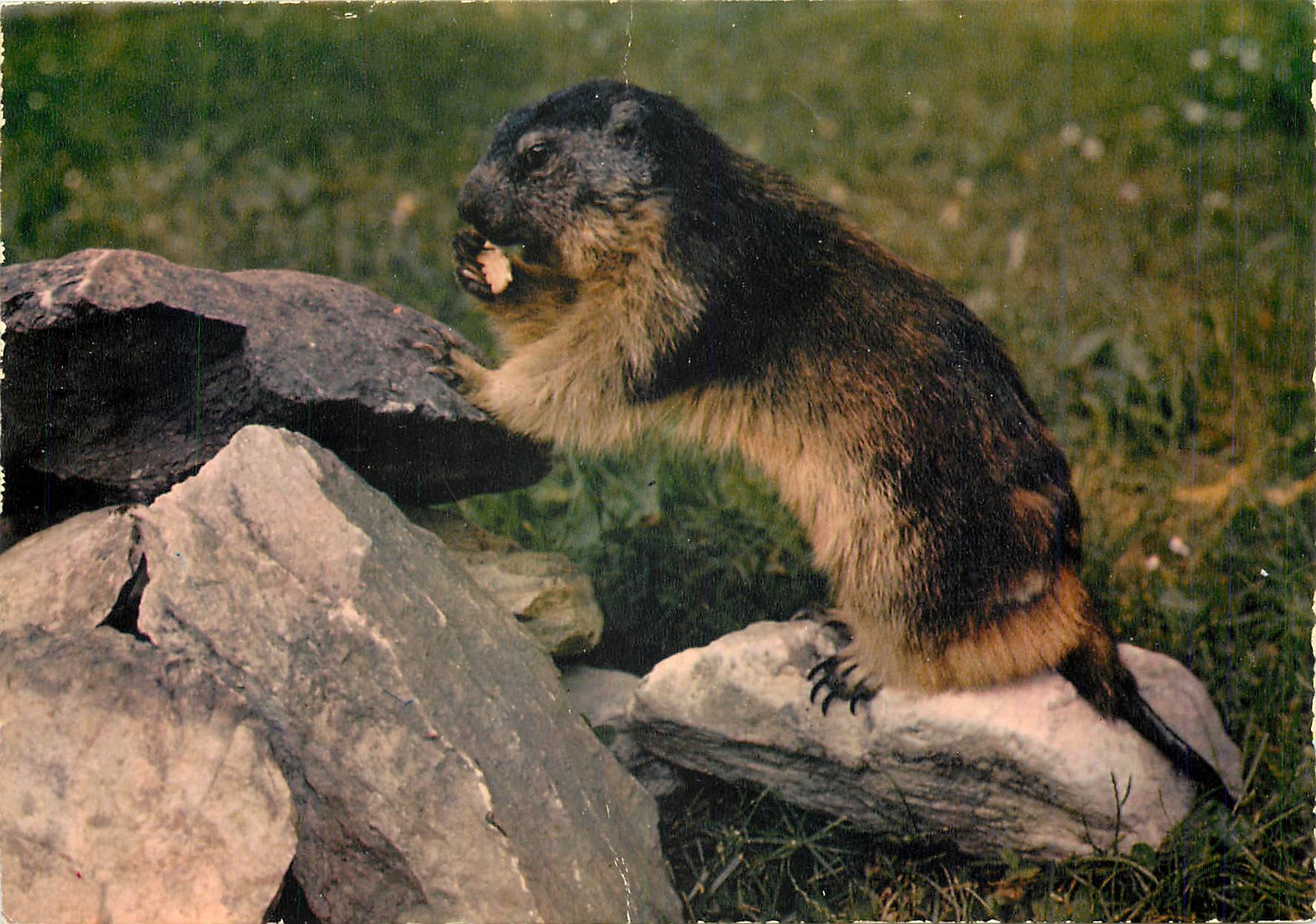 CPM La Marmotte Grand rongeur vivant en colonie 