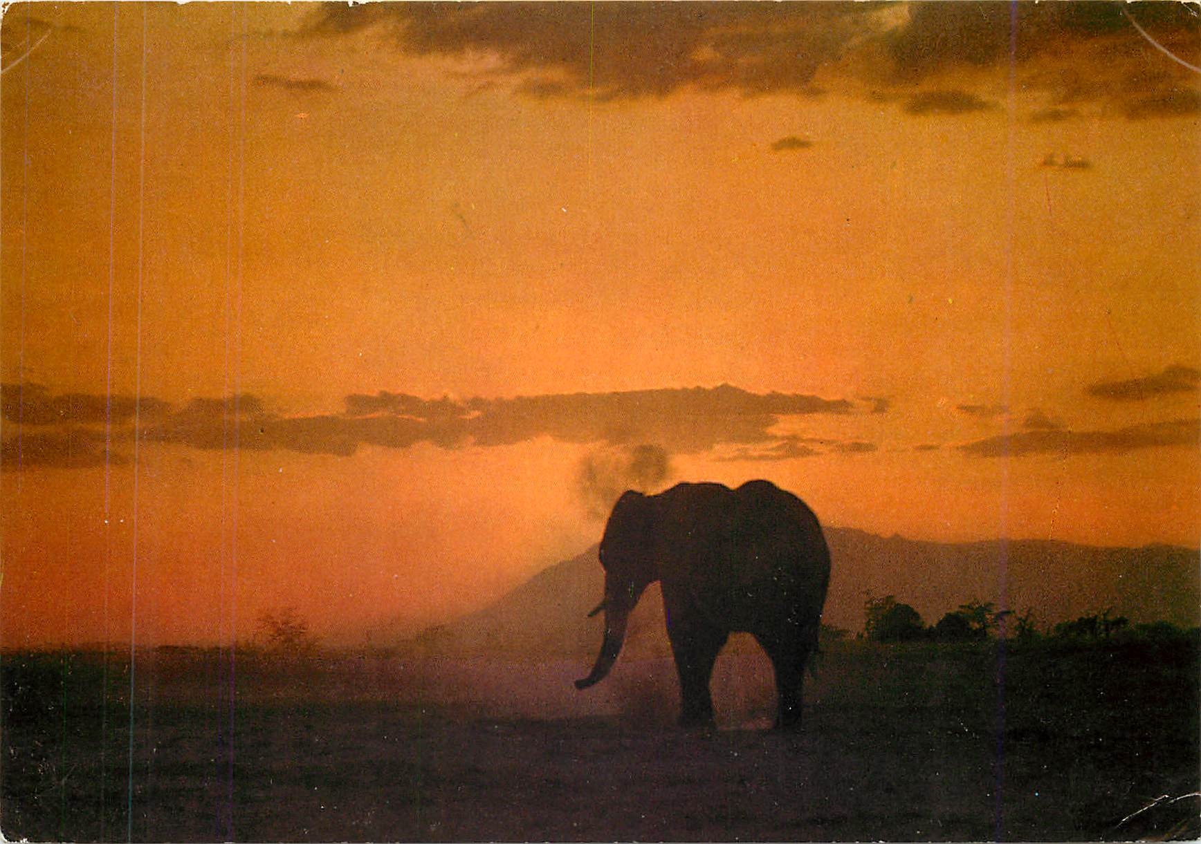 CPM East African wild life Elephant against sunrise 