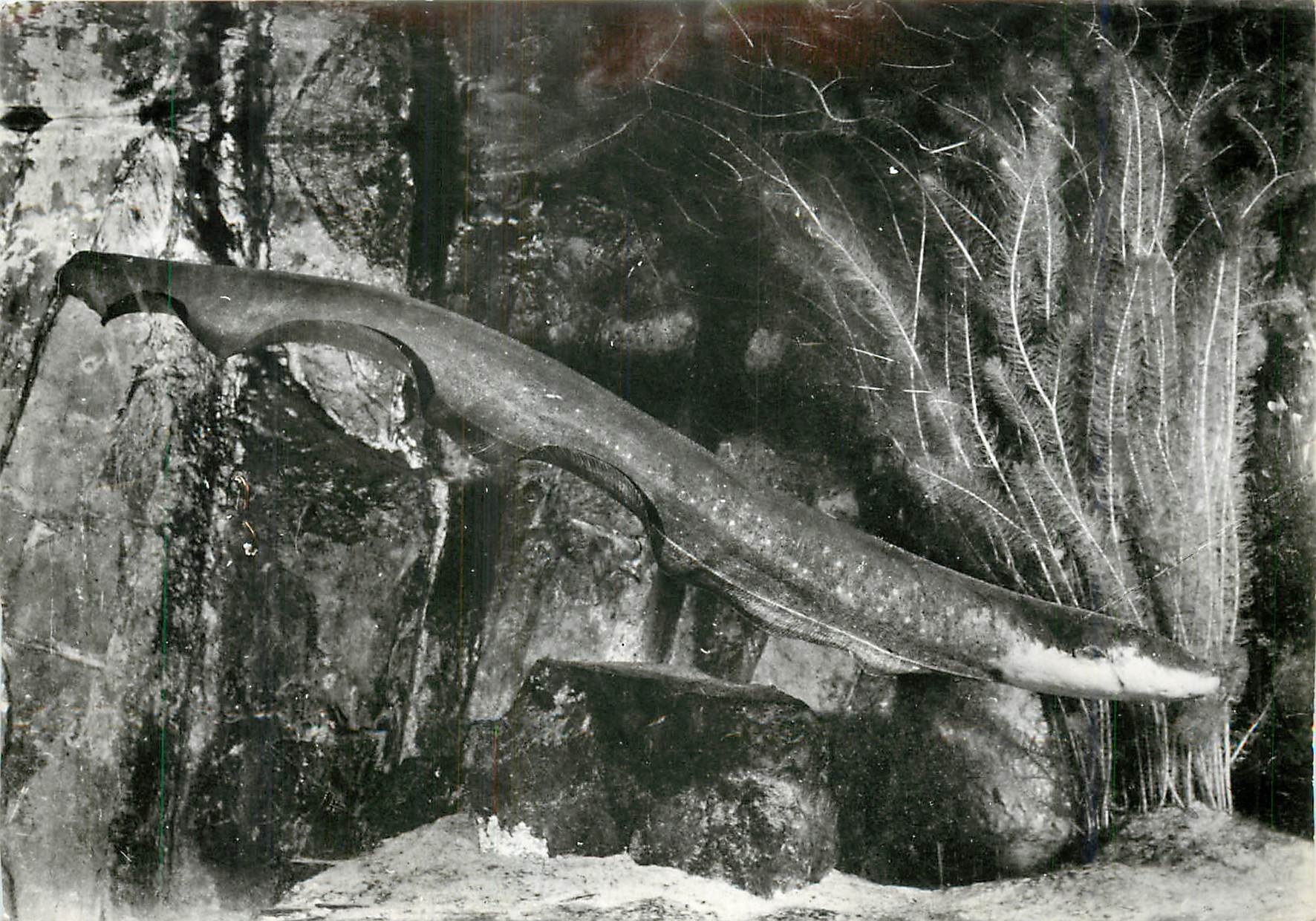 CPM Amerique du Sud Bassin de l'Amazone Electrophorus Electricus Gymnote 