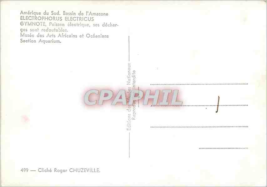 CPM Amerique du Sud Bassin de l'Amazone Electrophorus Electricus Gymnote  — Back