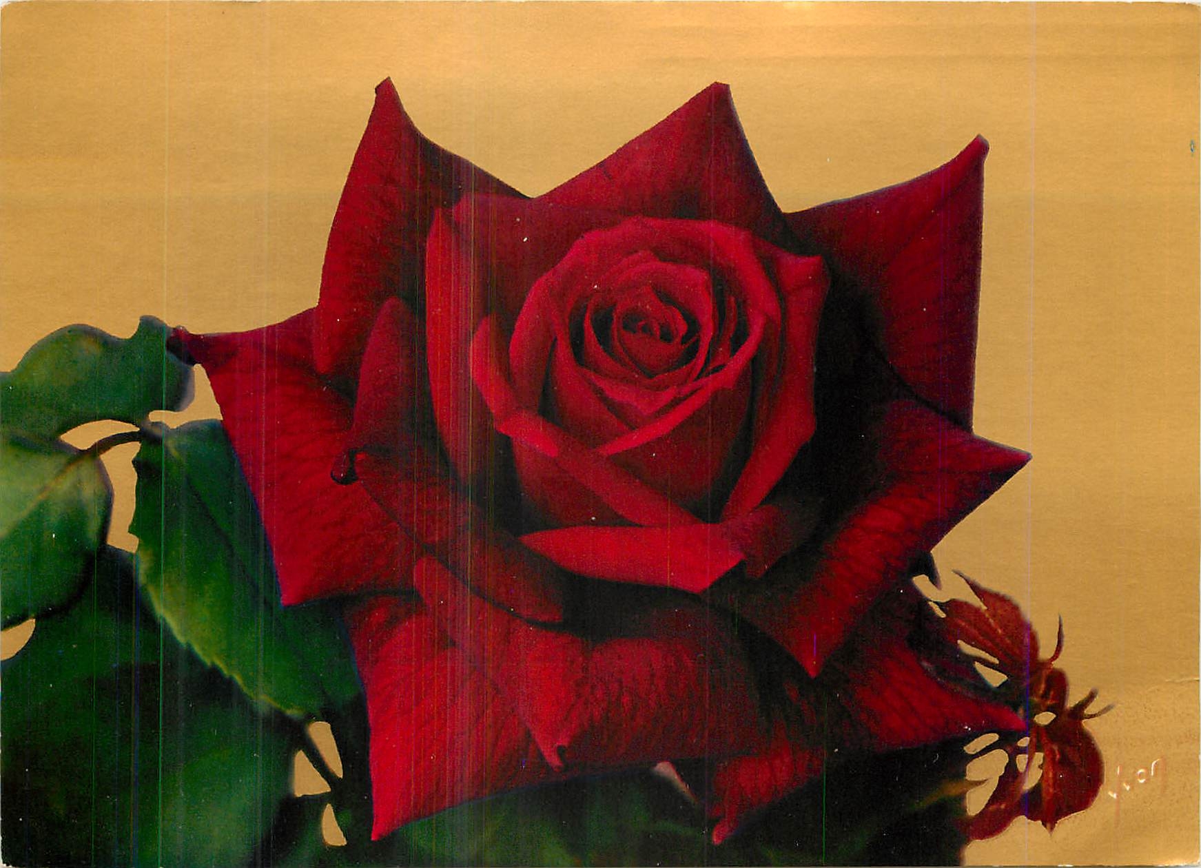 Roses de France — Rouge Meilland (Meilland) — Éditions Draeger, Imp. Paris, N° 31