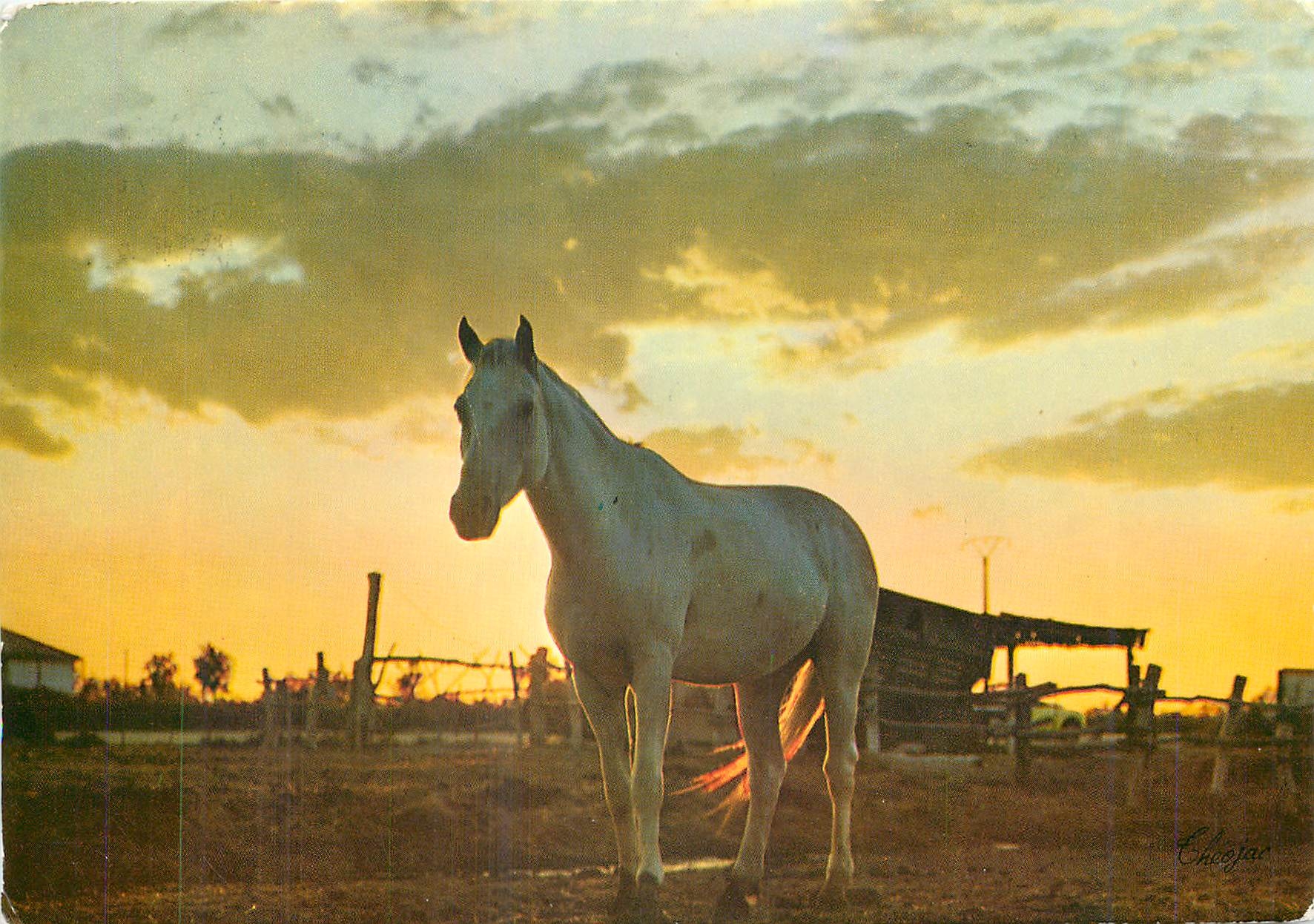 CPM La Camargue Pays de chasse et d'elevage 