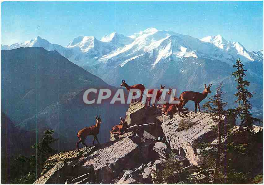 CPM Chamonix Mont Blanc Chamois et Massif du Mont Blanc vus des Fiz 
