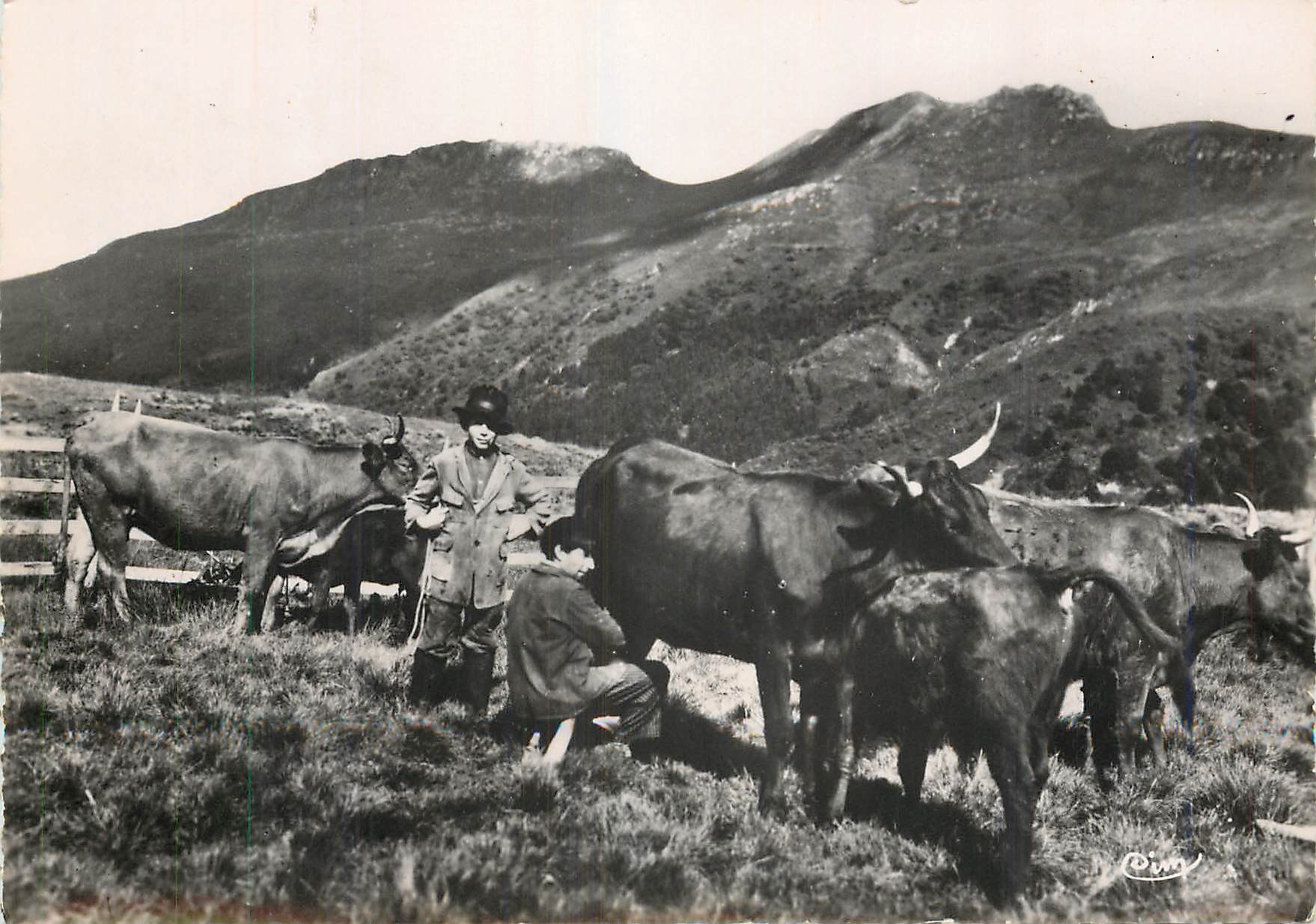 CPM Cantal Pittoresque La Traite des Rouges Enfants Vaches Folklore