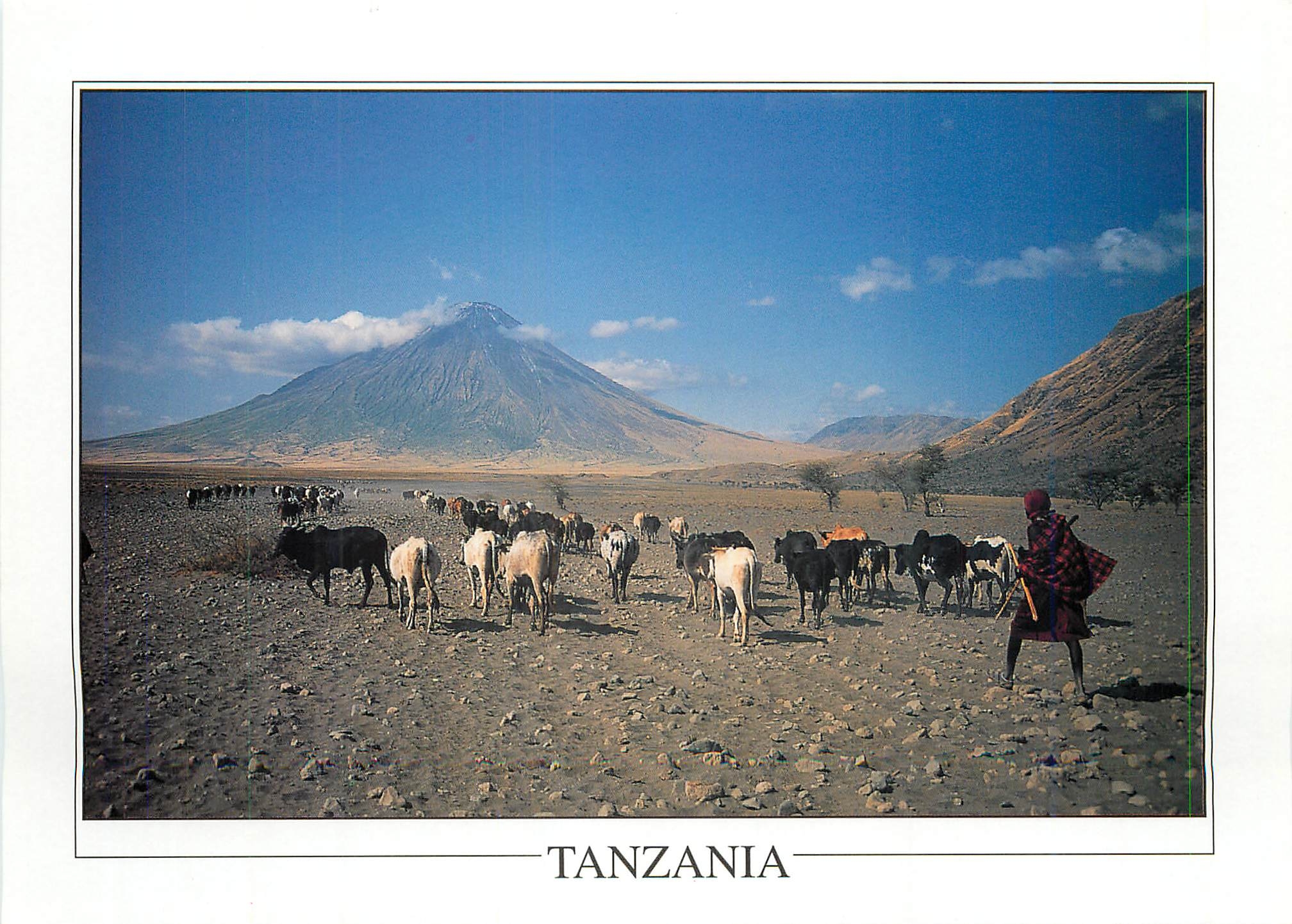 CPM Masai with cattle with Oldonyo Lengai in the background Tanzania 