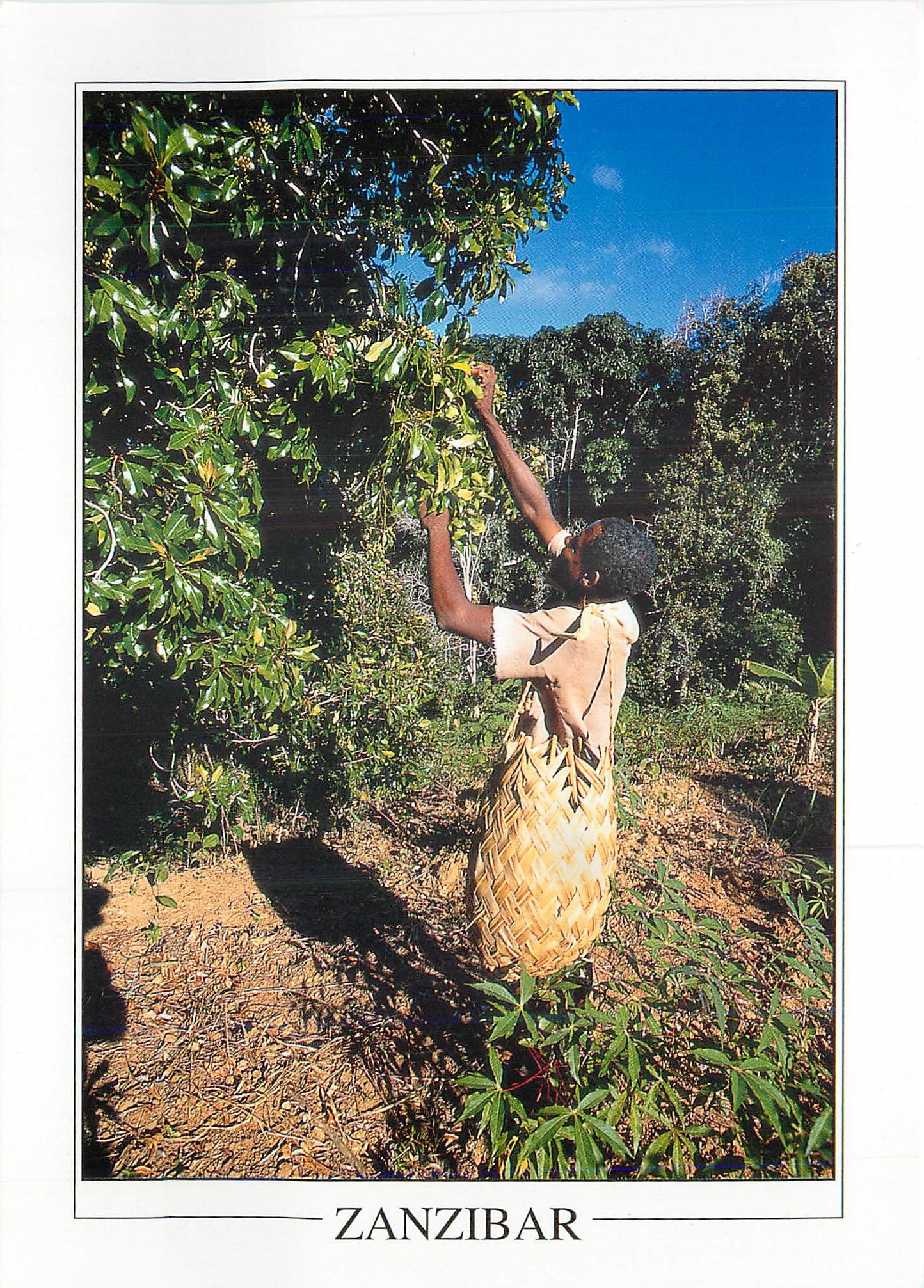 CPM Clove picking in Pemba Zanzibar 