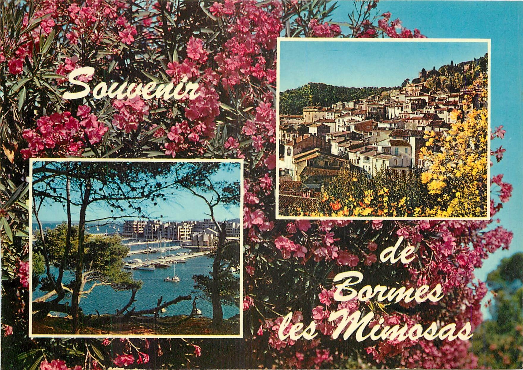 CPM Souvenir de Bormes les Mimosas 
