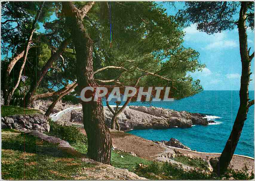CPM Cote d'Azur Bord de mer et pinede 