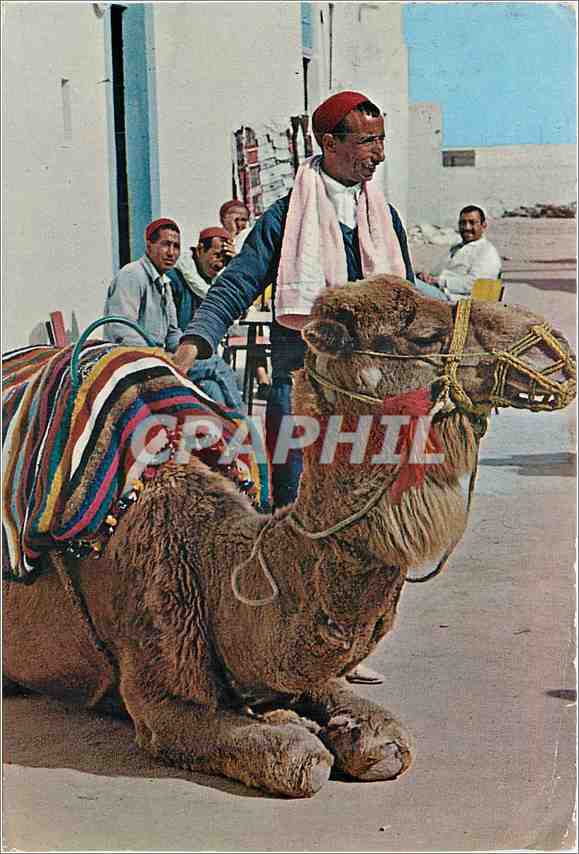CPM Tunisie Chameau Taxi 