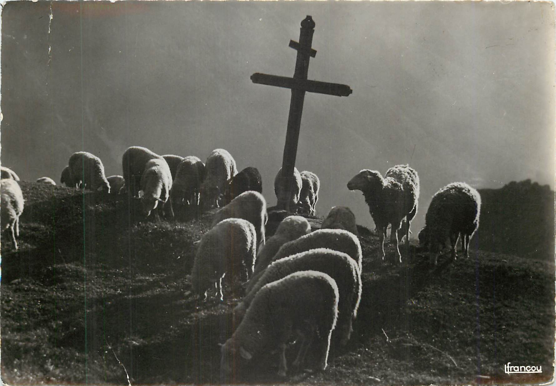 CPM Paix sur l'Alpe Agneaux Moutons