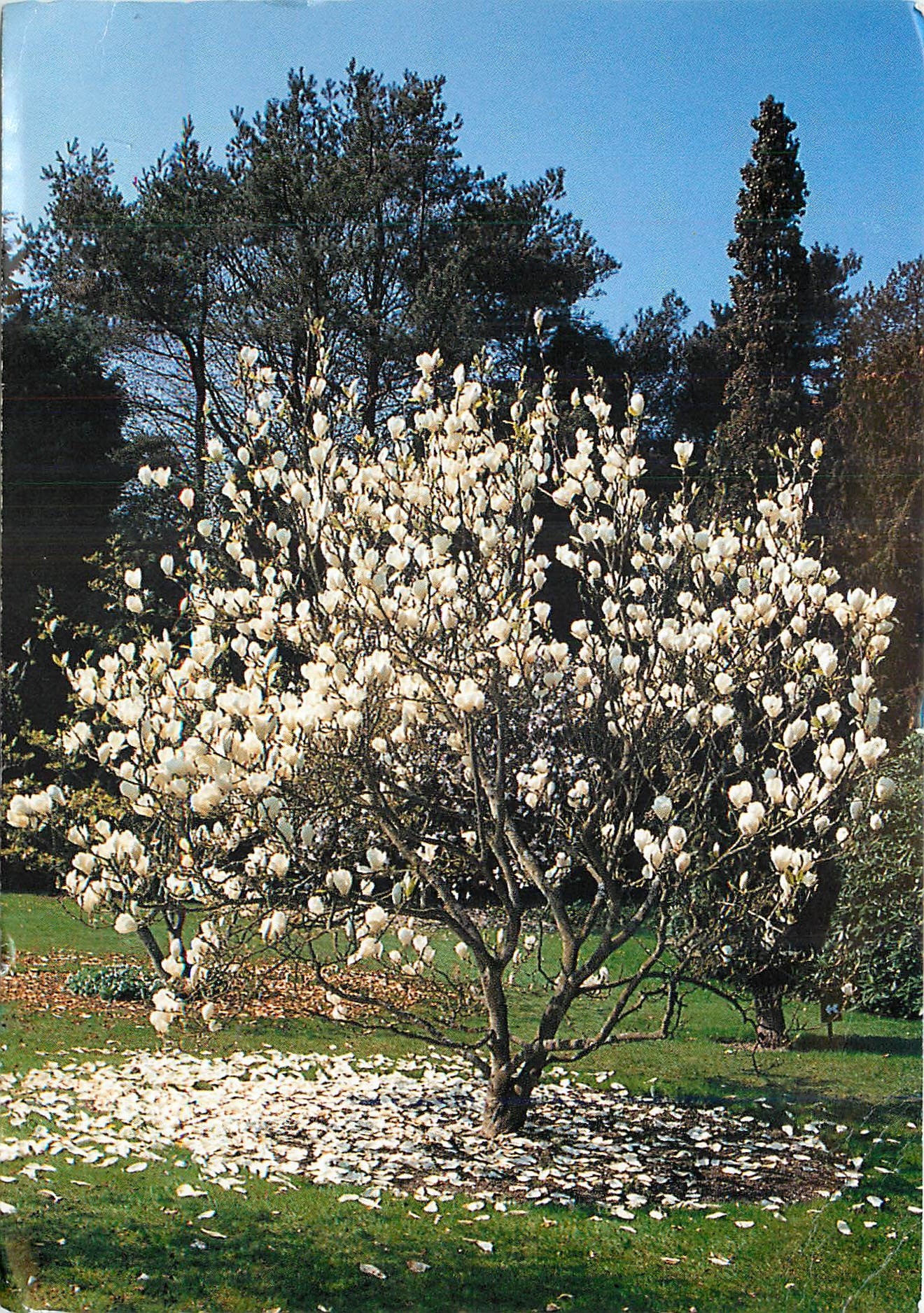 CPM Magnolia Parc floral des Moutiers Varengeville Normardie 