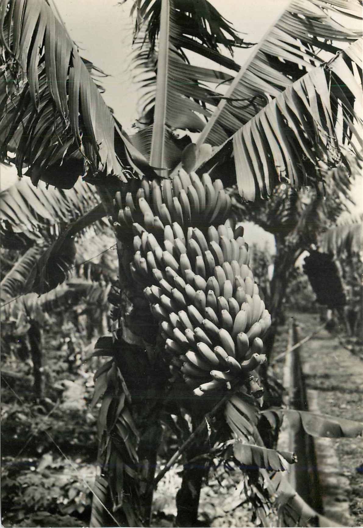 CPM Tenerife Canarias Platanera con su fruto 