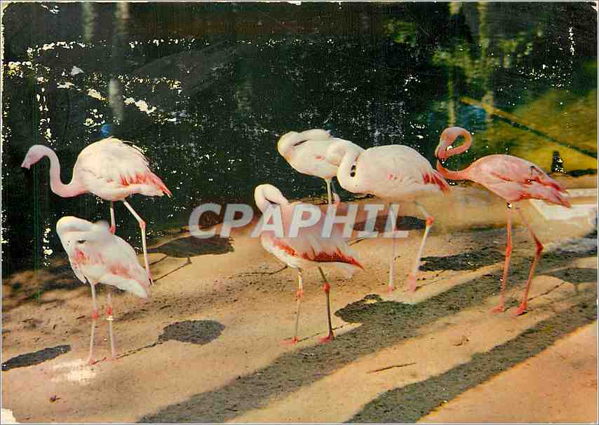 CPM Parc Floral de la Source a Orleans Loiret Les Flamants Roses 