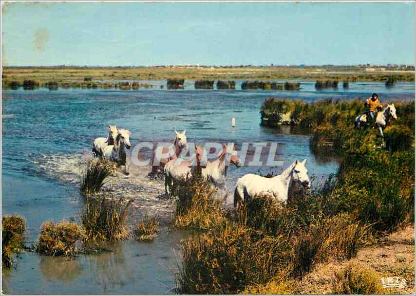 CPM Chevaux Sauvages dans les Marais 