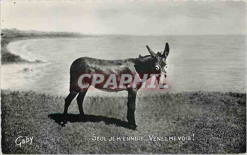 CPM Seul de Je M'ennuie Venez me voir Ane mule