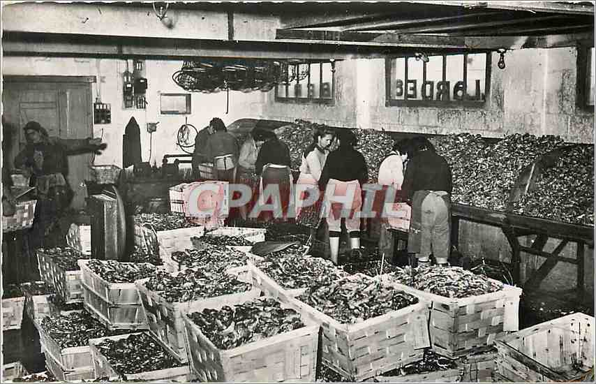 CPM Collection l'Ostreiculture Dans le Bassin de Marennes L'Emballage 