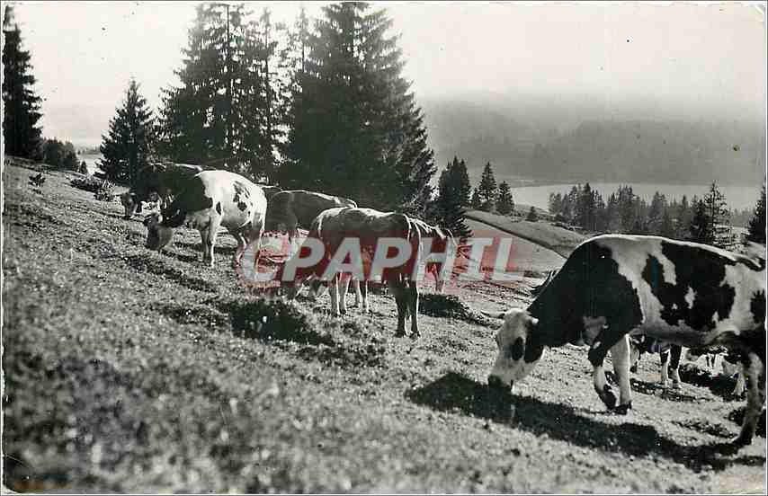 CPM La Franche Comte Pittoresque Le Paturages Vaches