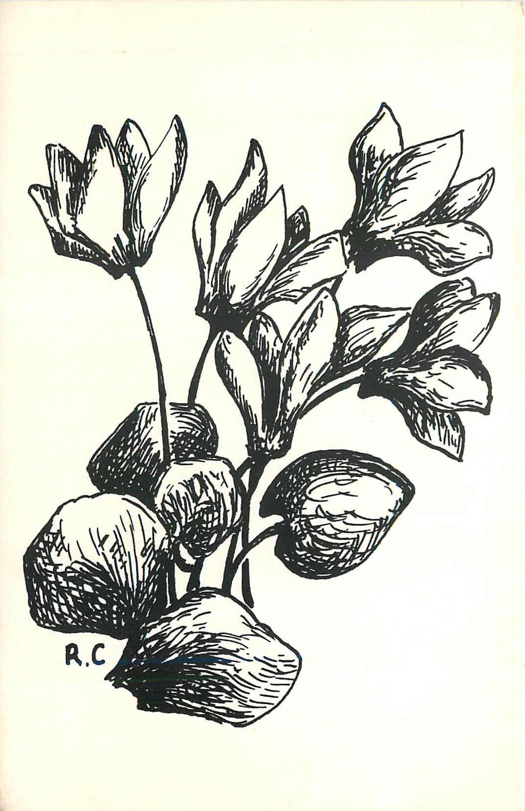 CPM Fleurs