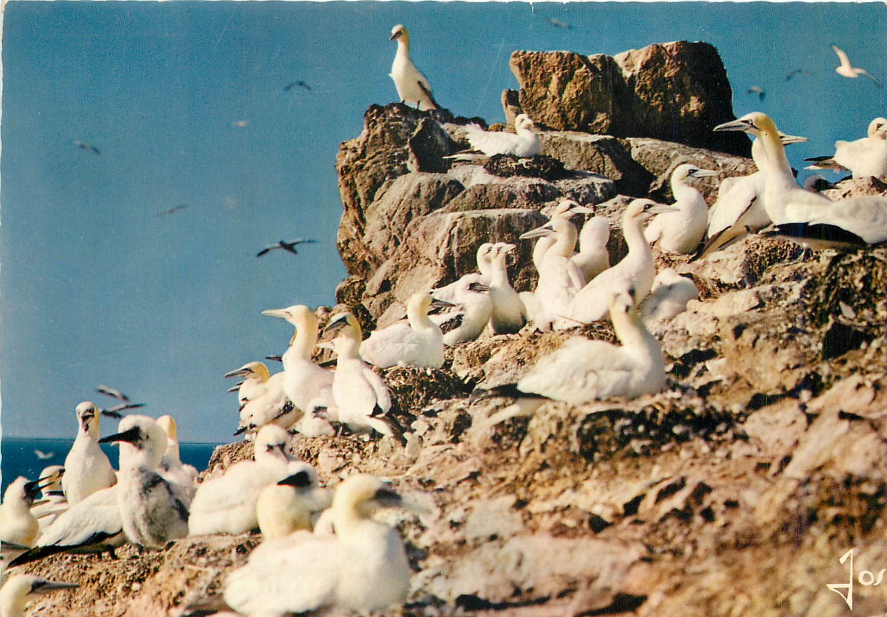 CPM Les Sept Iles Colonie de Fous de Bassan 