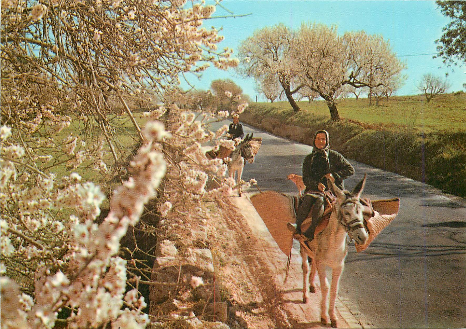 CPM Algarve Portugal Amandiers en fleur Ane Mule Femme Folklore