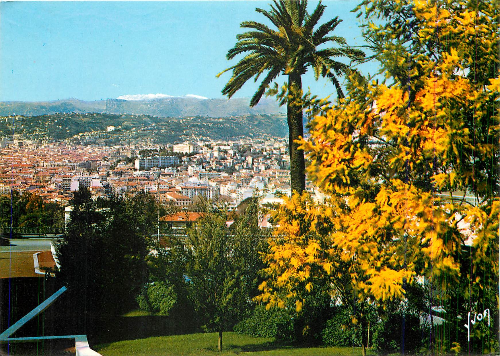 CPM La Cote d'Azur miracle de la nature Nice Alpes Martimes Las Mimosas en Fleur 