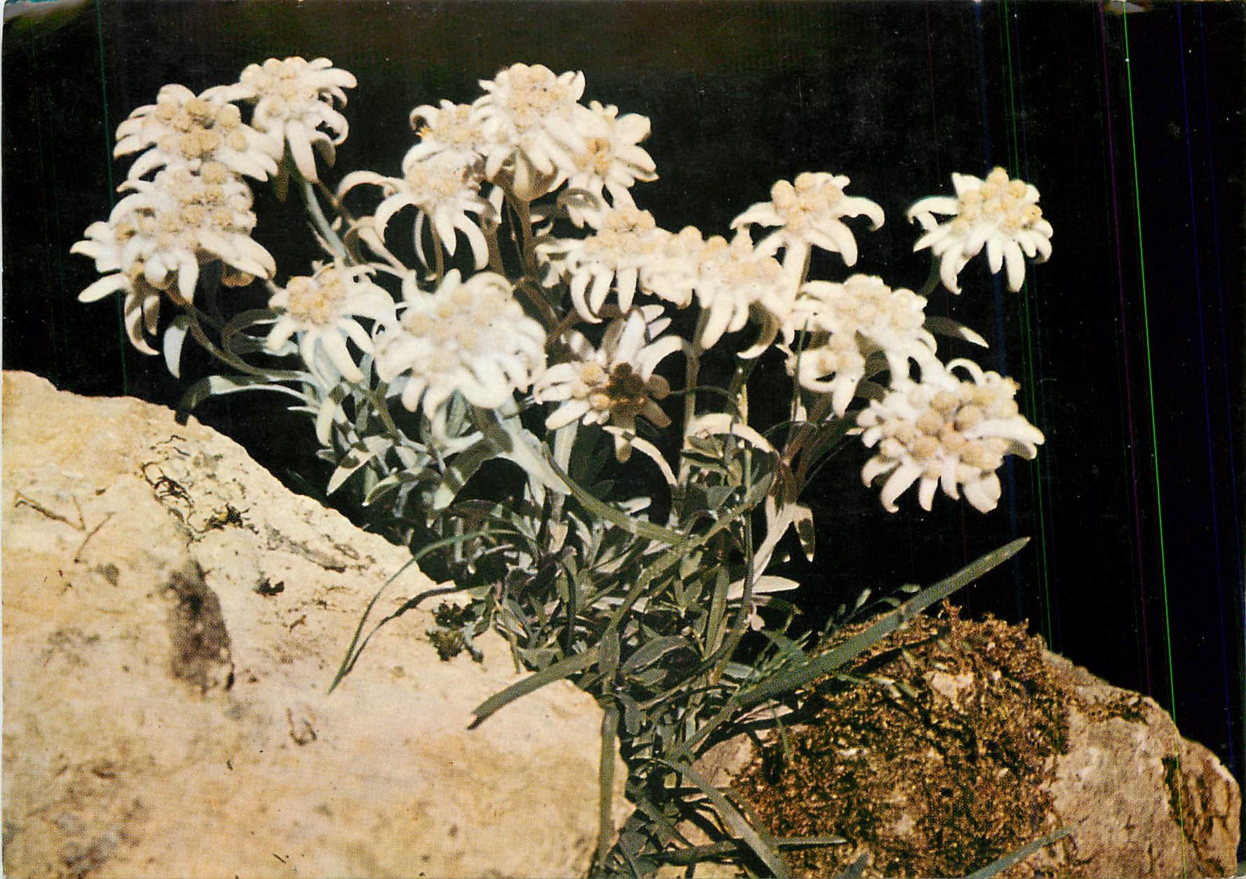 CPM L'edelweiss ou Etoile d'Argent Leontopodium Alpinum 