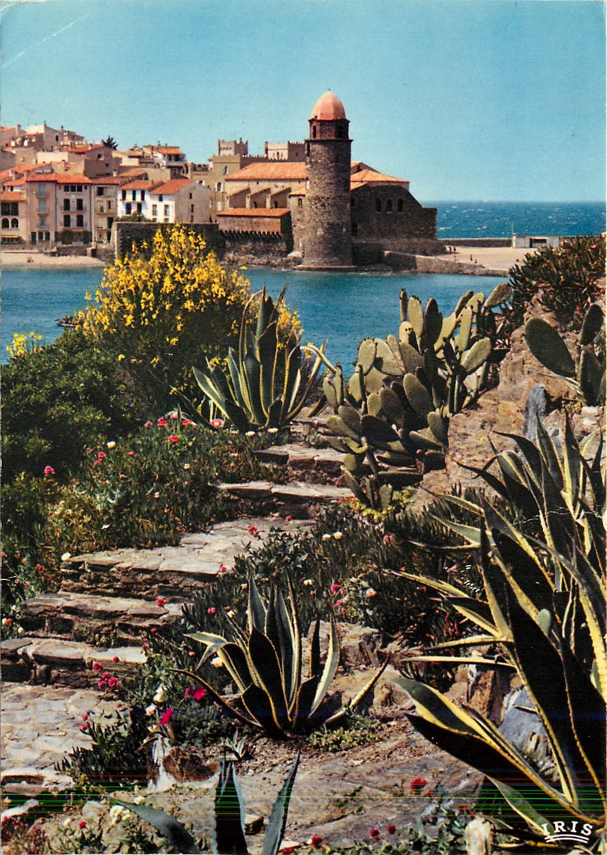 CPM Collioure Pyrenees Orientales joyau de la cote catalane Echappee sur l'eglise Saint Vincent et l