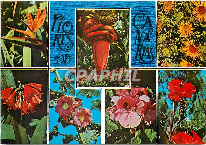 CPM Flores de Canarias 