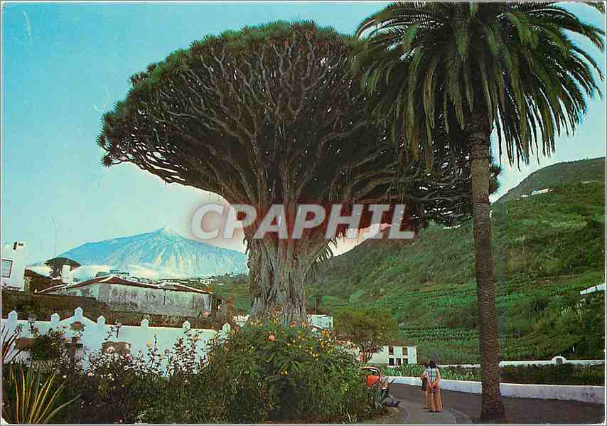 CPM Icod Tenerife Drago millenaire au fond le Teide 