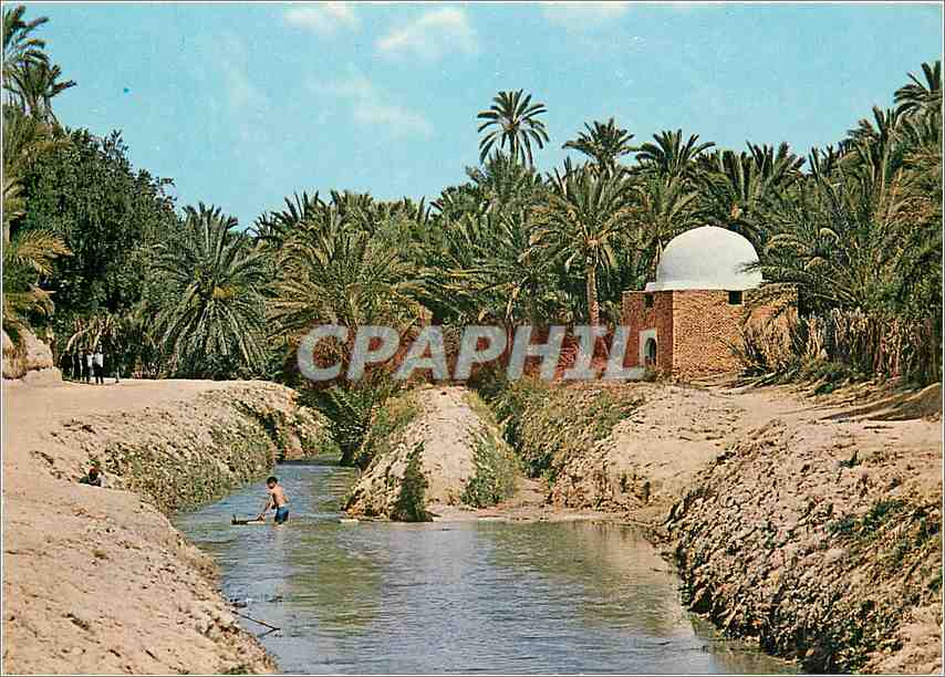 CPM Tozeur Riviere et marabout dans l'oasis