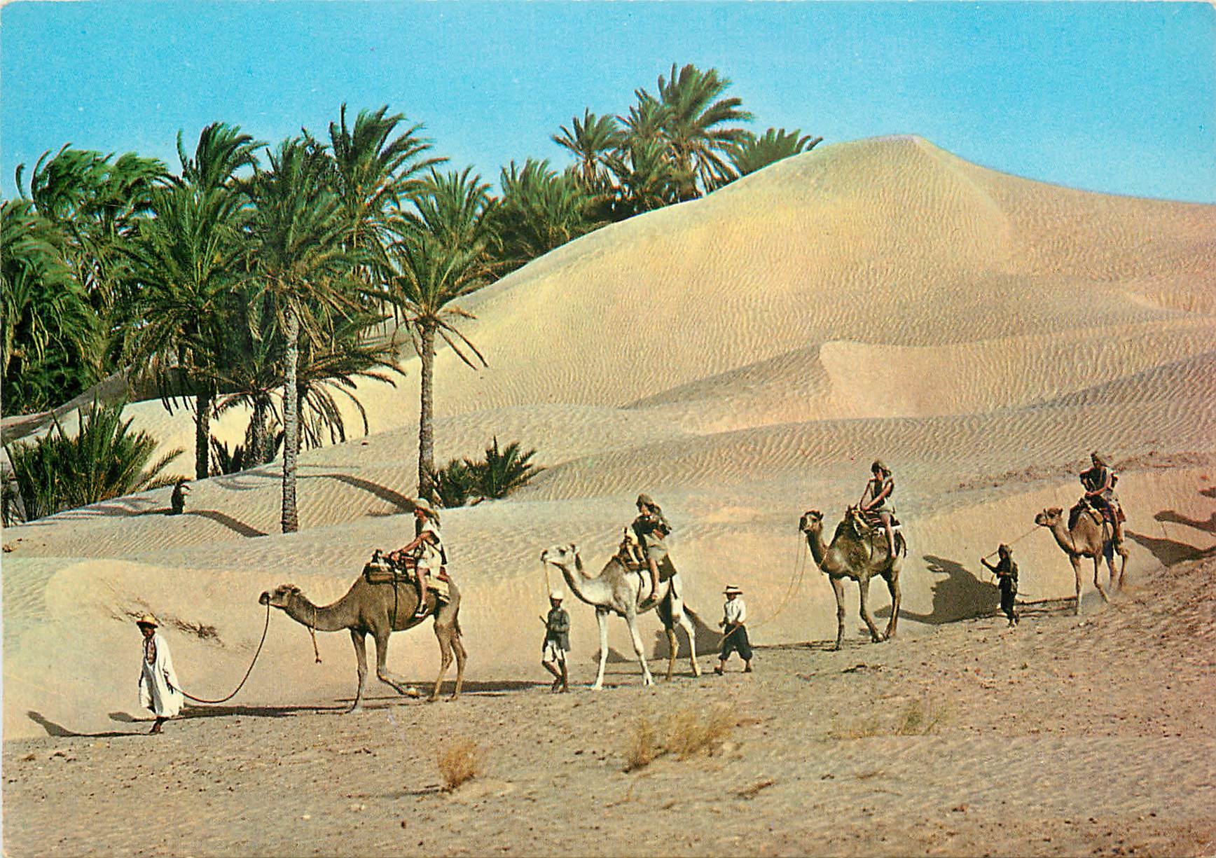 CPM Tunisie Caravane du Sahara Chameaux