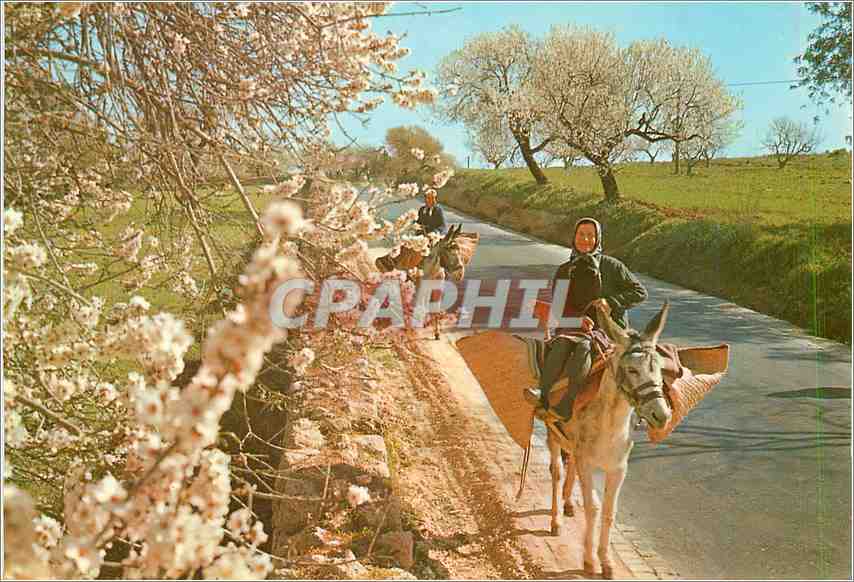 CPM Algarve Portugal Amandiers en fleur Ane Mule