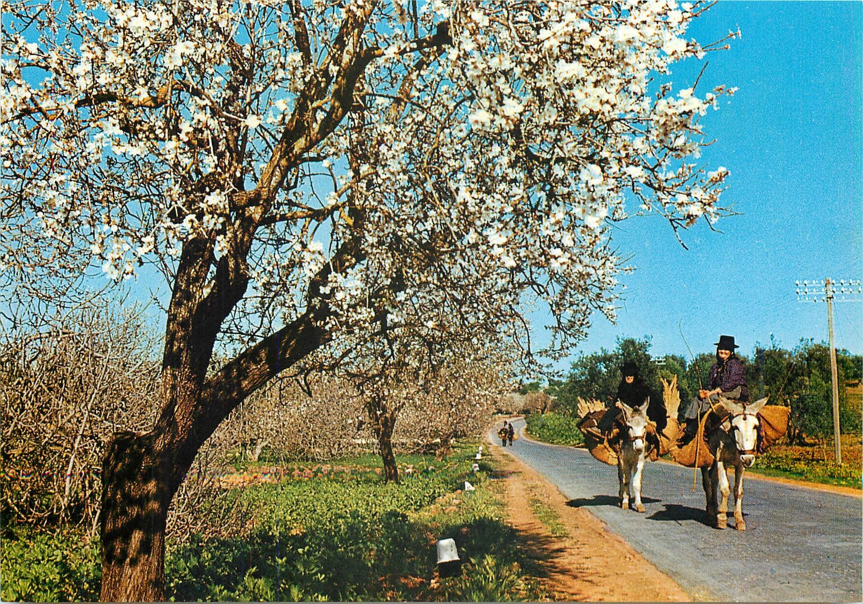 CPM Algarve Portugal Amandiers en fleur Ane Mule