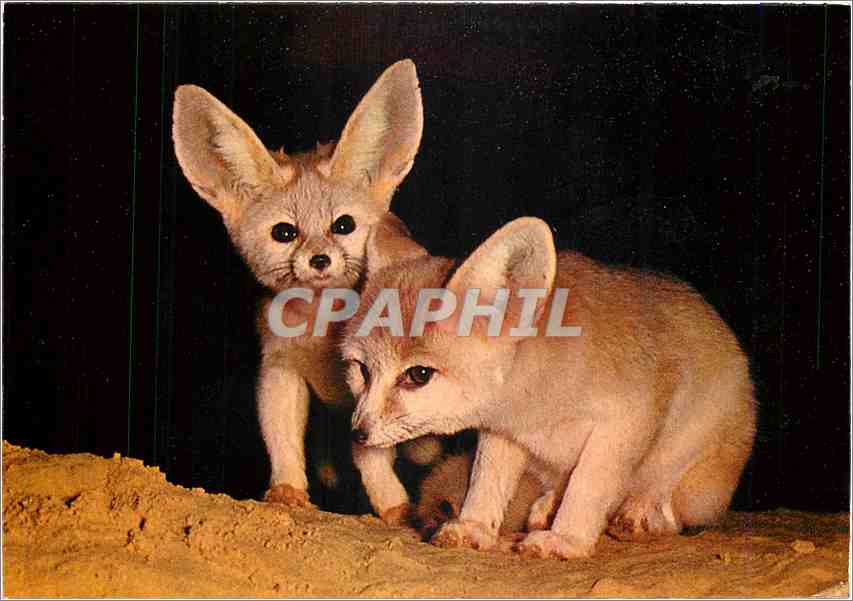 CPM Museum National d'Hitoire Naturelle Parc Zoologique et Menagerie Fennecs