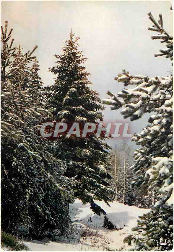 CPM Les Vosges Pittoresque Premieres neiges