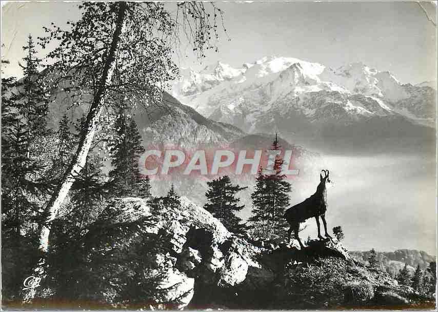 CPM Un Chamois Face au massif du Mont Blanc