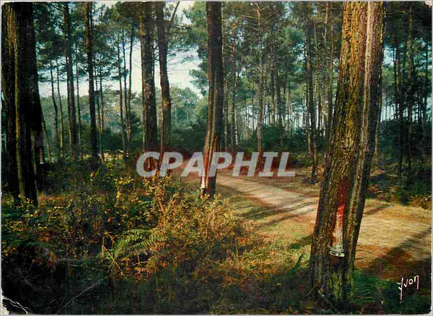 CPM Couleurs et Lumiere de France Route dans la Foret Landaise