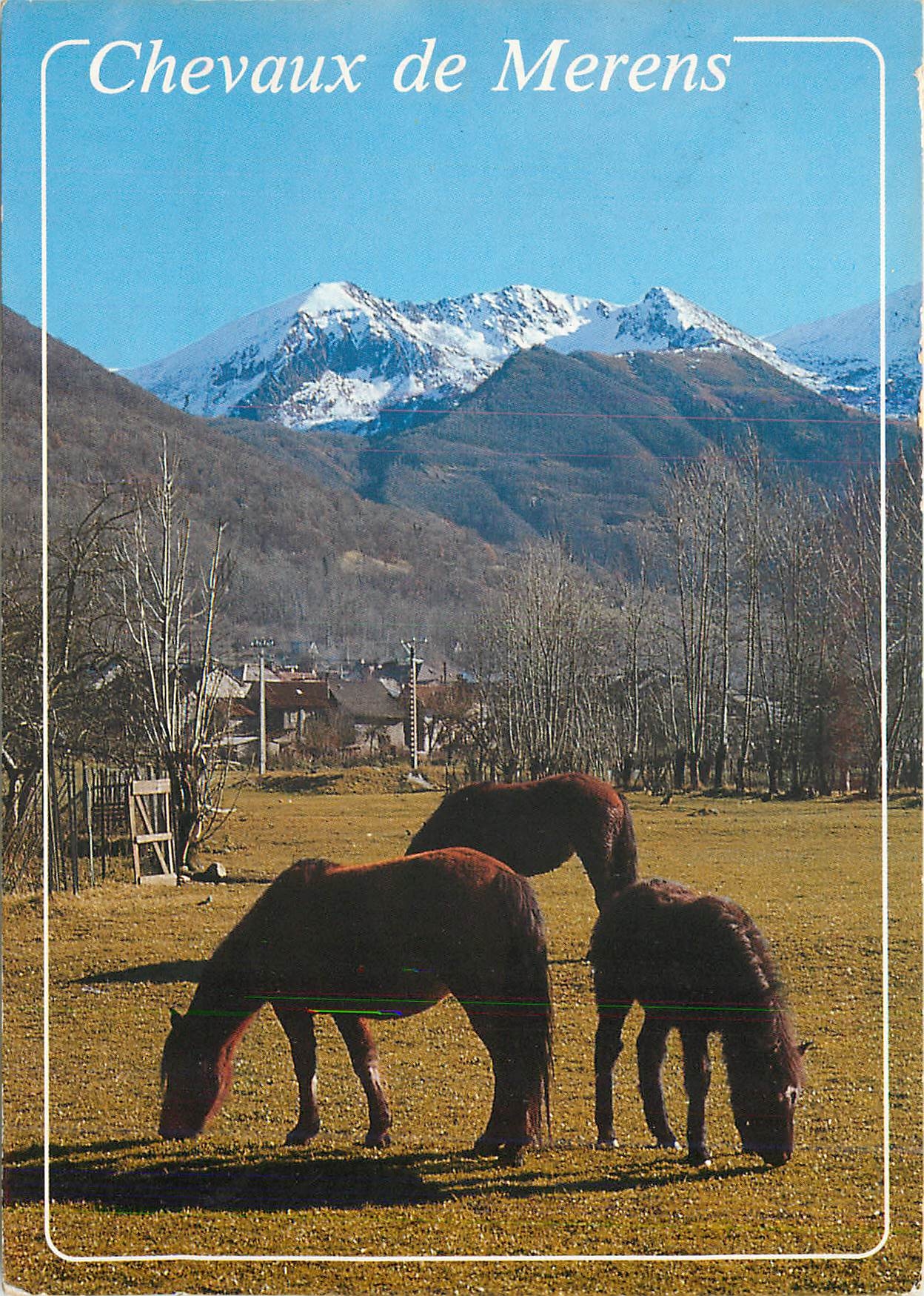 CPM En Parcourant l'Ariege Les chevaux de Merens